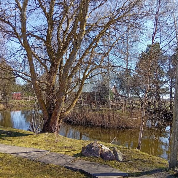 Piemājas dīķis