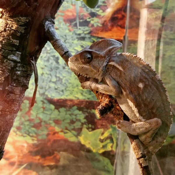 Tropu namiņa iemītnieks Hameleons-HOMĒRS