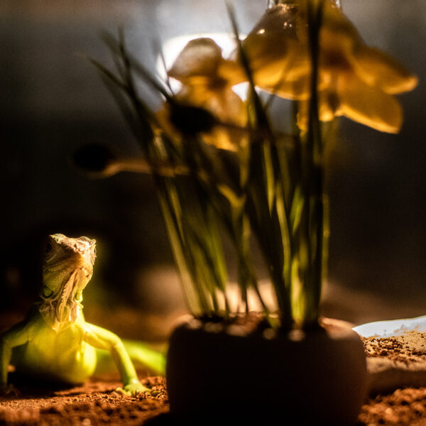 Tropu namiņa iemītnieks tauriņķirzaka