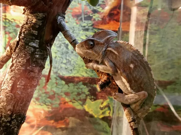 Tropu namiņa iemītnieks Hameleons-HOMĒRS
