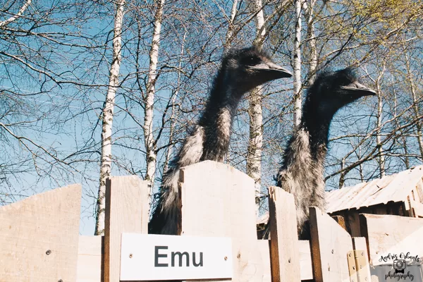 EMU puikas