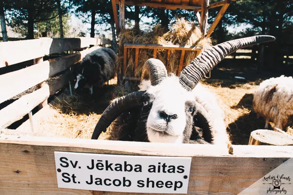 Svētā Jēkaba auns Sufis